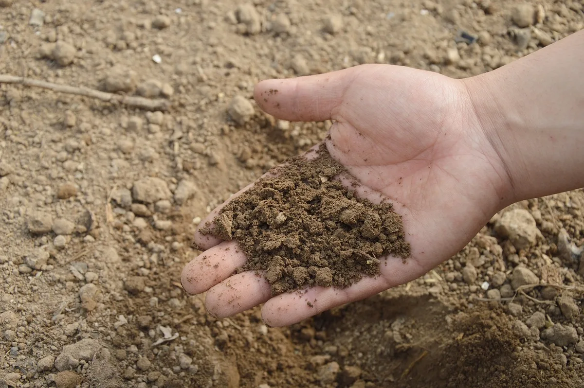 Préparation du sol avec compost et outils de jardin pour plantation durable